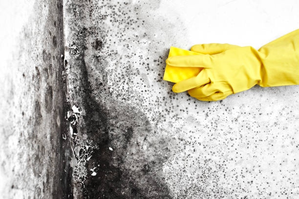 Best Industrial Mold Remediation in Sturgis, MI