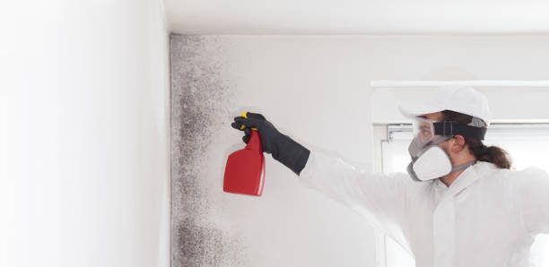 Best Bathroom Mold Remediation in Sturgis, MI