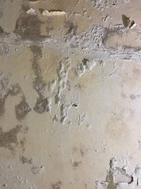 Best Insurance-Related Mold Remediation in Sturgis, MI