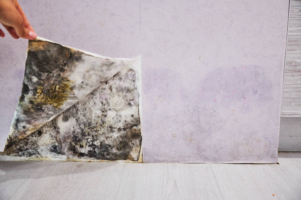 Best Health and Safety Mold Remediation in Sturgis, MI